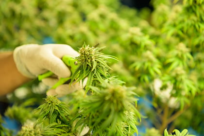 What the Next Era of Cannabis Cultivation Actually Looks Like featured image
