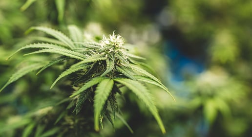 The Fight Over Cannabis Normalization: Seth Yakatan’s Take featured image